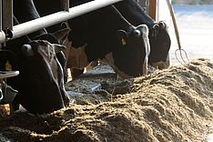 MuD Tierschutz: Projekt StronGeR Abschlussveranstaltung in Frankfurt