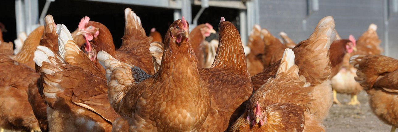 Eine Herde Legennen im Auslauf. Klick öffnet Großansicht im neuen Fenster.