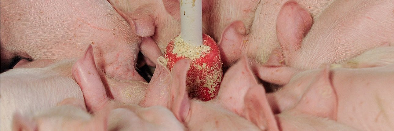 Ferkel fressen am Rundtrog. Klick führt zu Großansicht in neuem Fenster.