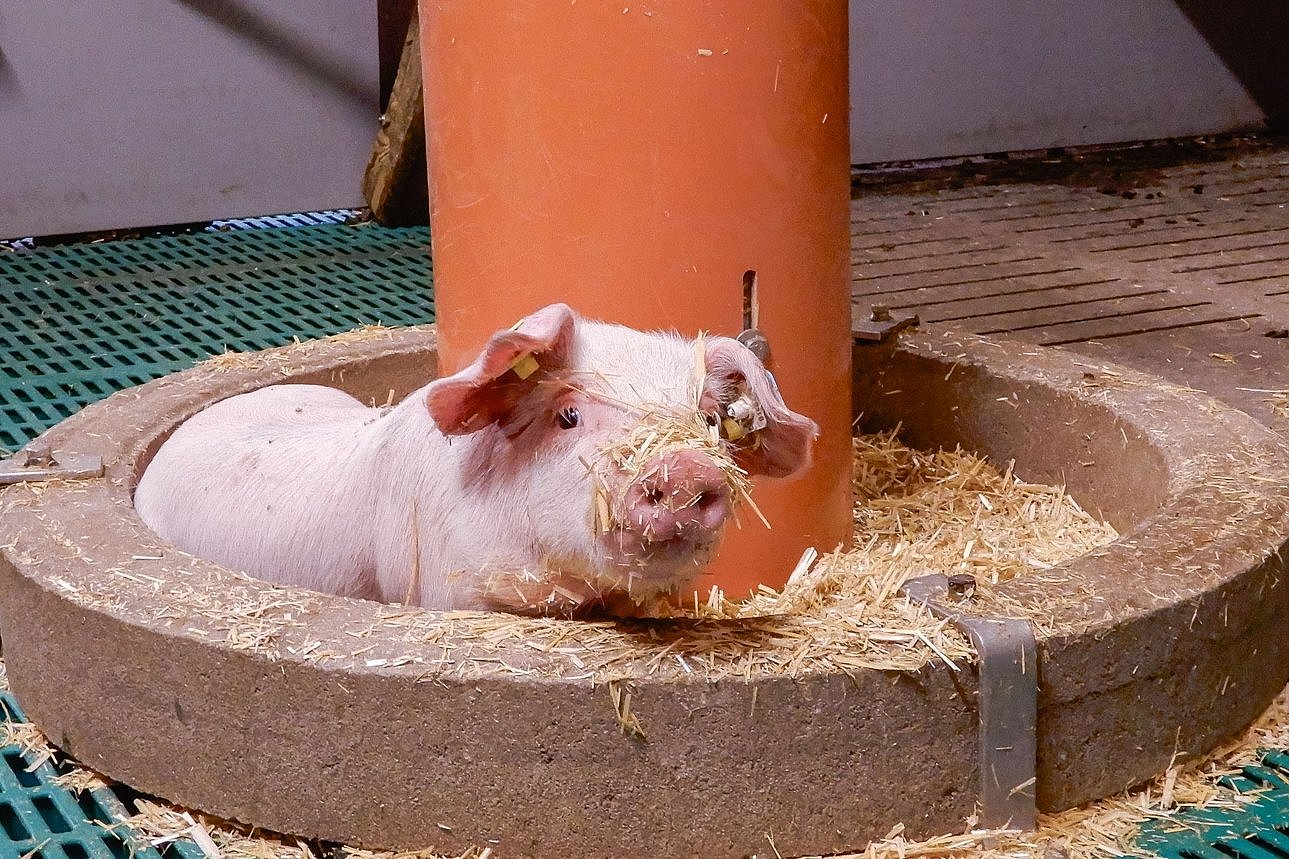 Aufzuchtferkel wühlt mit Rüssel im Stroh