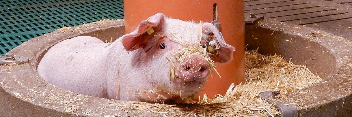 Aufzuchtferkel wühlt mit Rüssel im Stroh