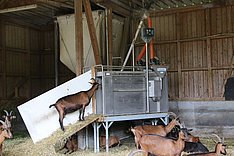 Kraftfutterstation für behornte Ziegen