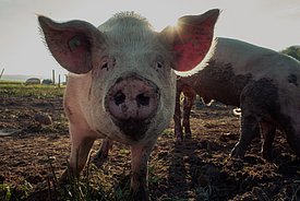 Schweinchen im Freien
