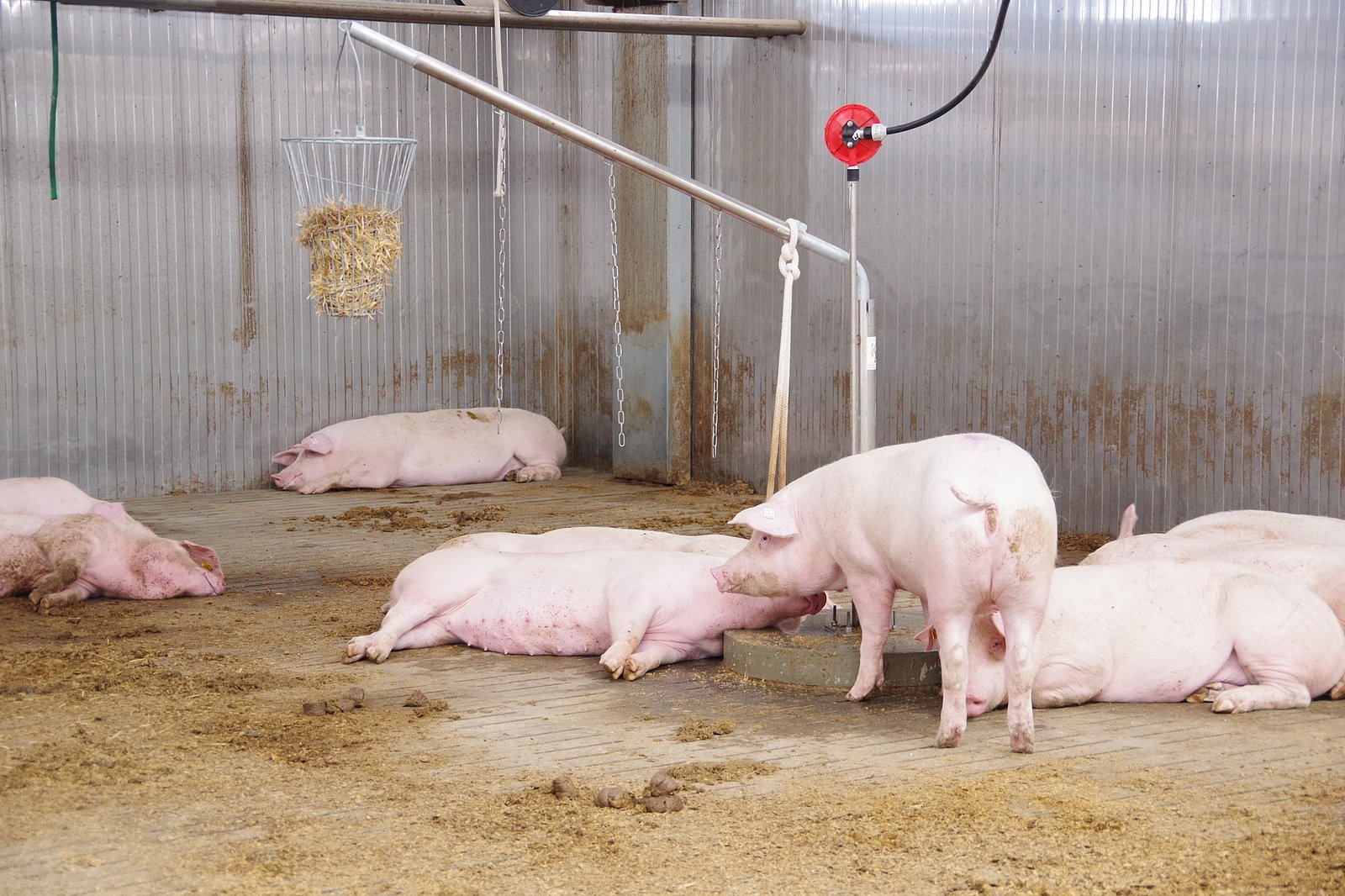Schweine liegen um von der Decke hängende Seile und Ketten. Klick führt zu Großansicht in neuem Fenster.