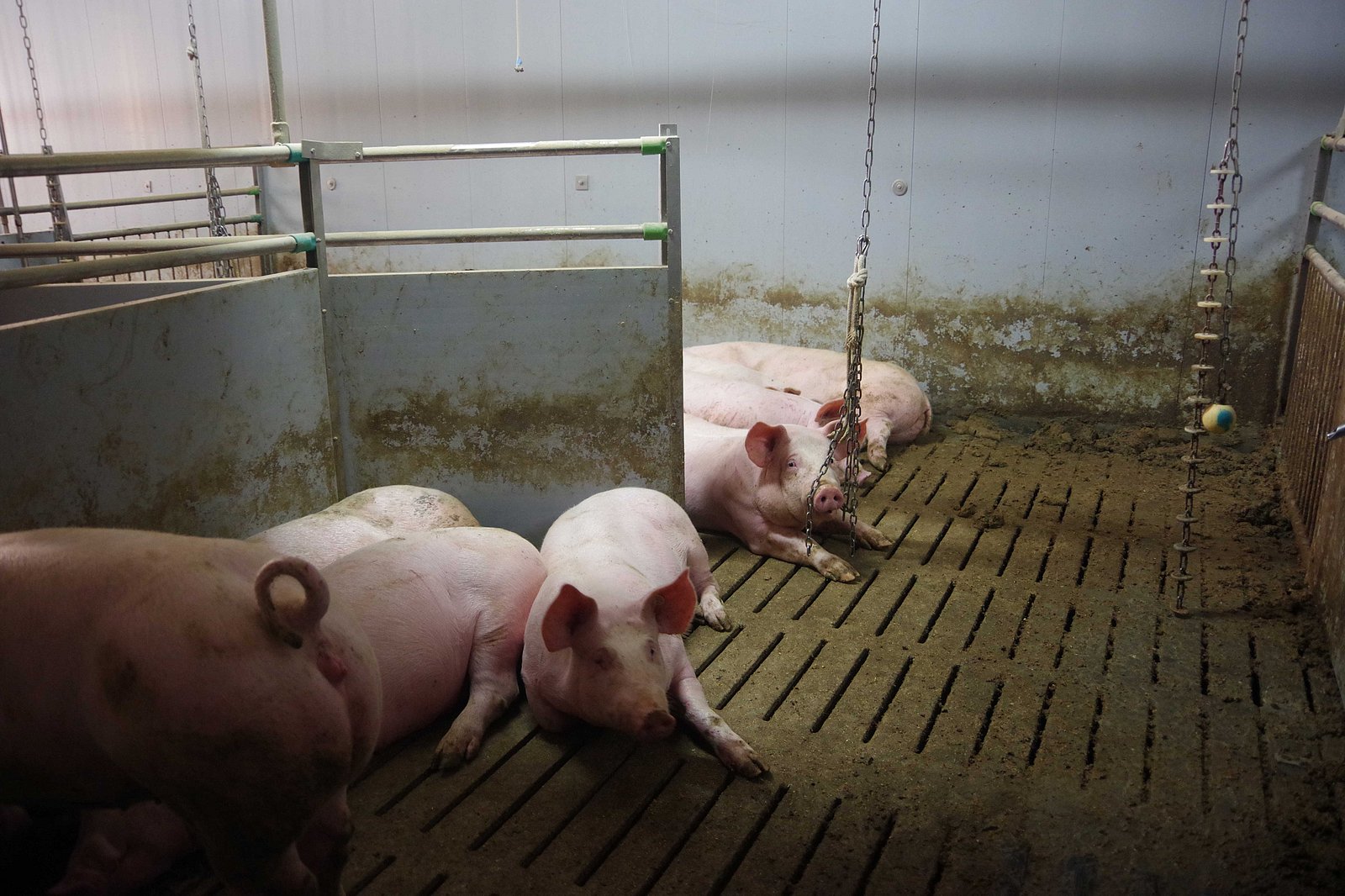 Liegende Schweine in einer strukturierten Bucht mit Hell- und Dunkelzone. Klick führt zu Großansicht in neuem Fenster.