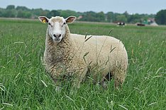 Bekanntmachung zu Tierwohl bei kleinen Wiederkäuern