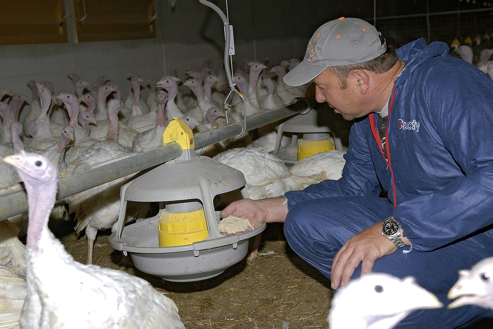 Ein Landwirt kontrolliert den Inhalt einer Futterschale im Putenstall.