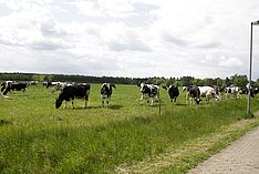 Milchkühe laufen an einem Weidezaun entlang. 