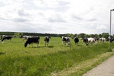 Milch mit Umweltvorteil: Bio und von der Weide