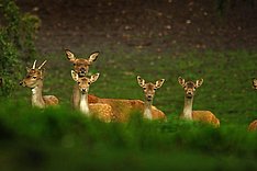 Eine Gruppe Rehe blickt in die Kamera. 