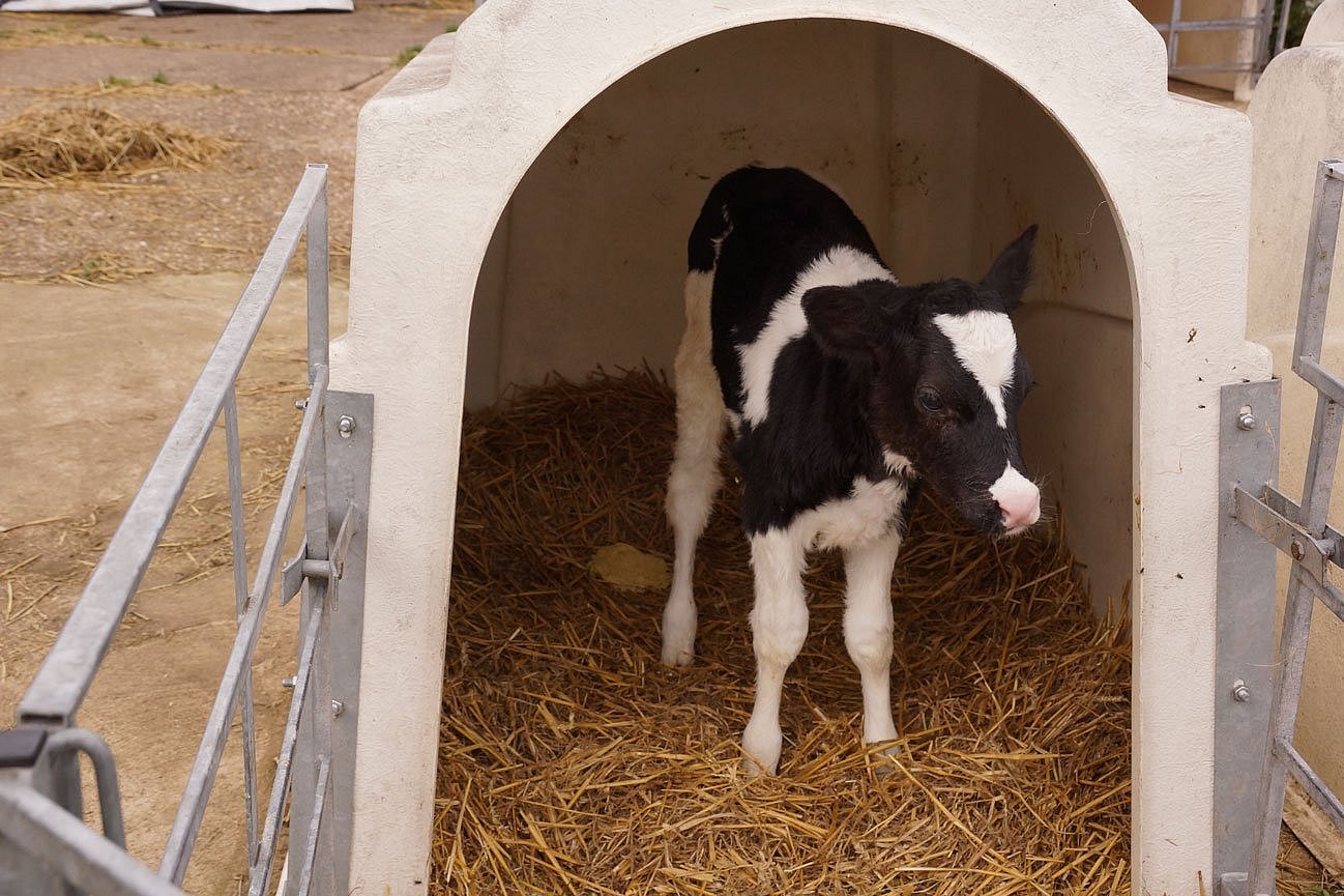 Ein schwarzbuntes Kalb mit Durchfall in einem Kälberiglu. Klick führt zu Großansicht im neuen Fenster. 