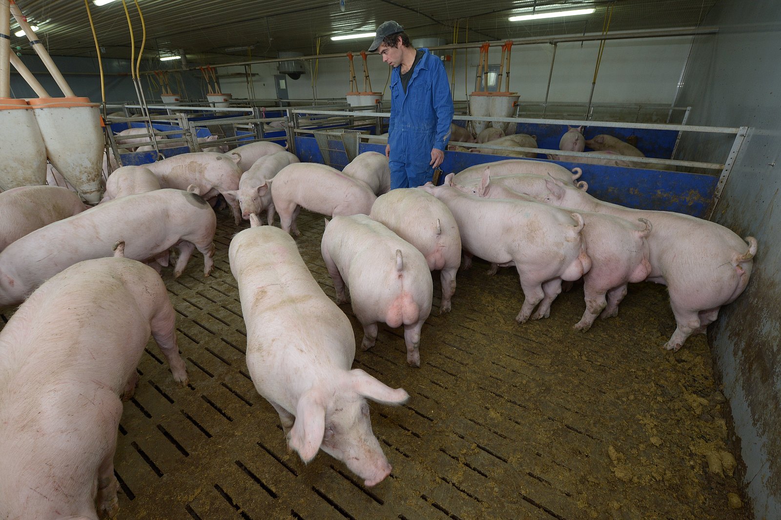 Landwirt beobachtet Eber im Stall. Klick führt zu Großansicht im neuen Fenster.