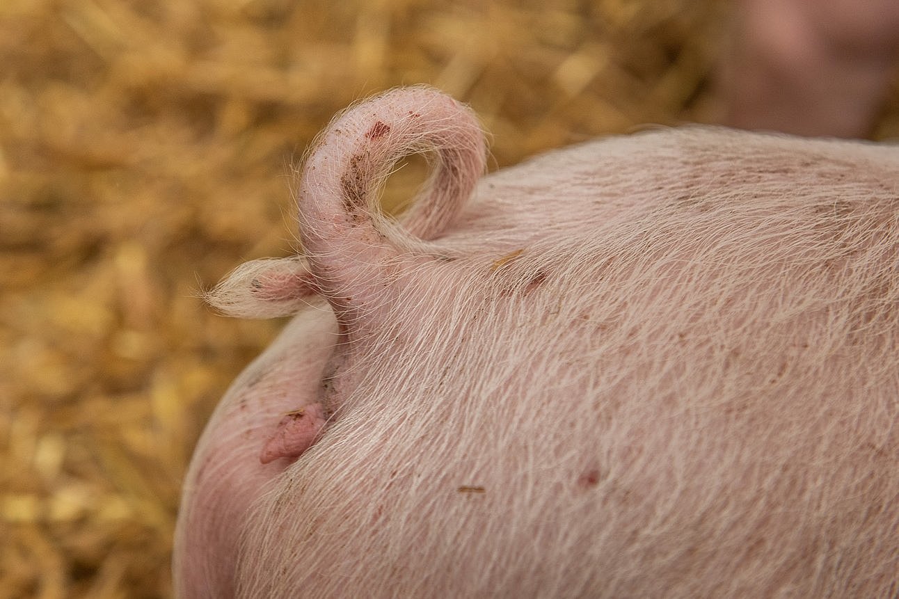 Schwein mit Ringelschwanz. Klick führt zu Großansicht im neuen Fenster.