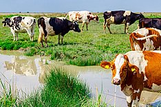 Jetzt anmelden: Web-Seminar "Klimaschutz im landwirtschaftlichen Betrieb"