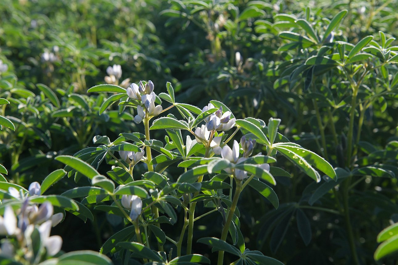 Lupine. Klick führt zu Großansicht im neuen Fester.