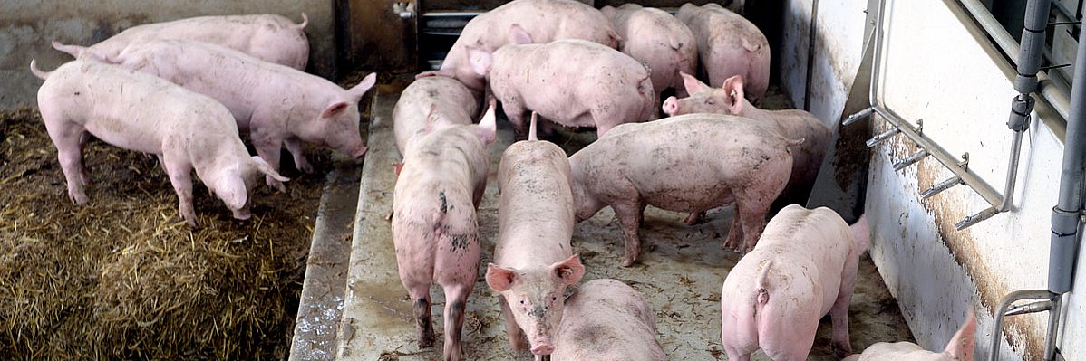 Tränken in unterschiedlicher Höhe. Klick führt zu Großansicht im neuen Fenster. 