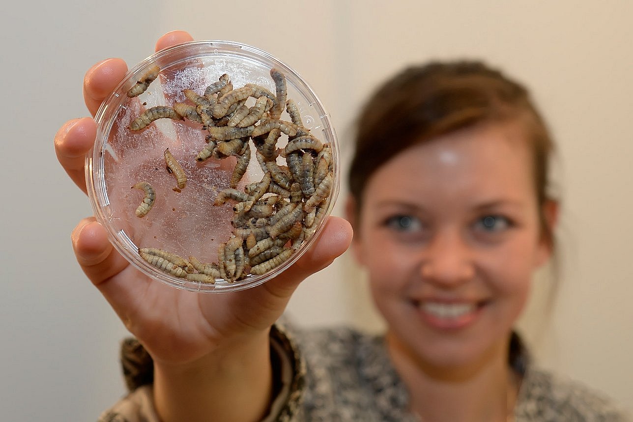 Fliegenlarven. Klick führt zu Großansicht im neuen Fenster.