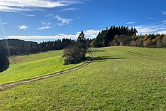 Grünland nach Gülleausbringung. Bild: Dorothe Heidemann