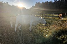 Virtuelle Zäune - ein Zukunftsmodell?