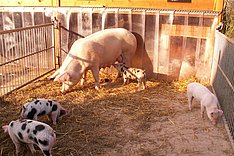 Förderung für Tierwohlställe soll verlängert werden