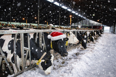 Milchkühe am Futtertisch. Grafisch verändert, Schnee im Gang, Kuh hat Weihnachtsmütze auf dem Kopf.Bild: Dorothe Heidemann