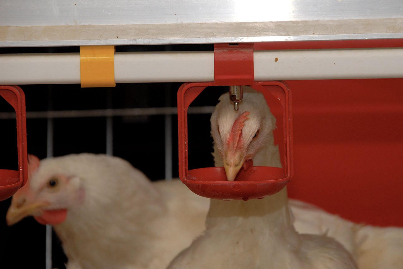 Legehennen nehmen Wasser über einen Tränkenippel auf