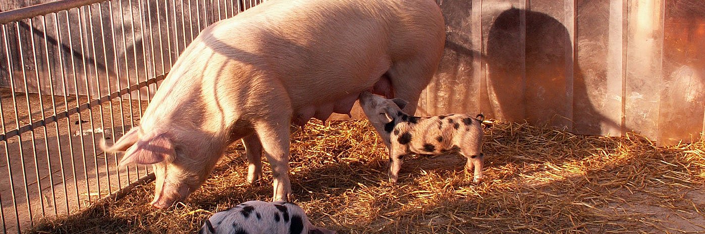 Eine Sau mit Ferkeln im Auslauf. 