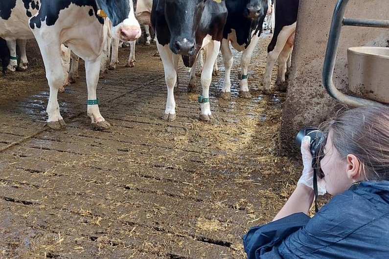 Kniende Frau mit Kamera im Stall. Kühe beobachten die Frau 
