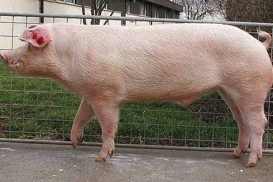 Schwein der Rasse Leicoma. Klick führt zu Großansicht im neuen Fenster.