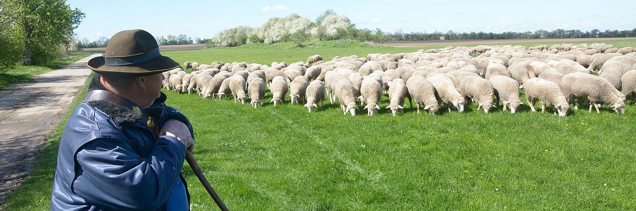 Schäfer in Winterjacke beobachtet auf einen Stock gestützt seine Schafherde aus einigem Abstand.