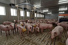 Landwirtschaftszählung 2020: 96 Prozent aller Schweine stehen auf Spaltenböden