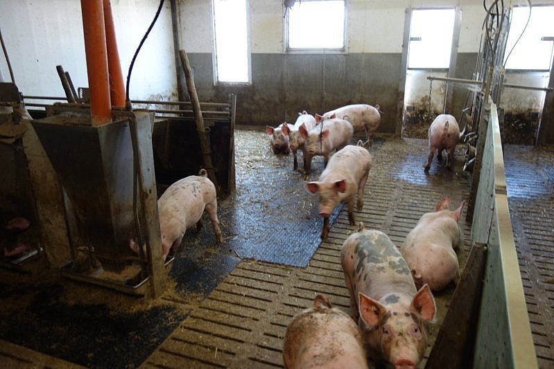 Im Stallinneren bewegen sich die Schweine in verschiedenen Funktionsbereichen. Klick führt zur Großansicht im neuen Fenster.