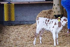 Gegenseitiges Besaugen bei Kälbern vermindern