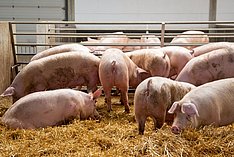 Schweine im Stall auf Stroh. Klick führt zu Großansicht im neuen Fenster.