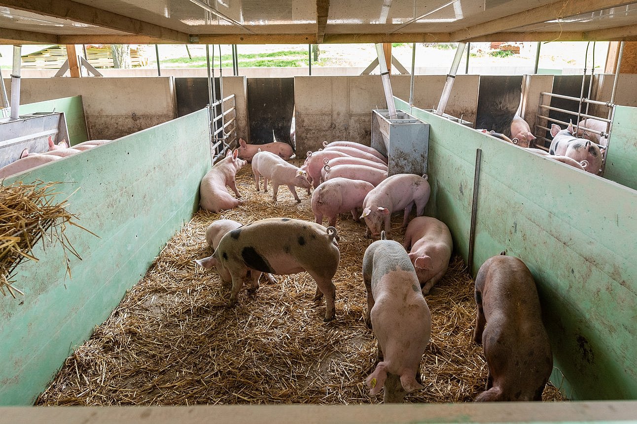 Mastschweine in Außenklimastall mit Auslauf. Klick führt zu Großansicht im neuen Fenster.