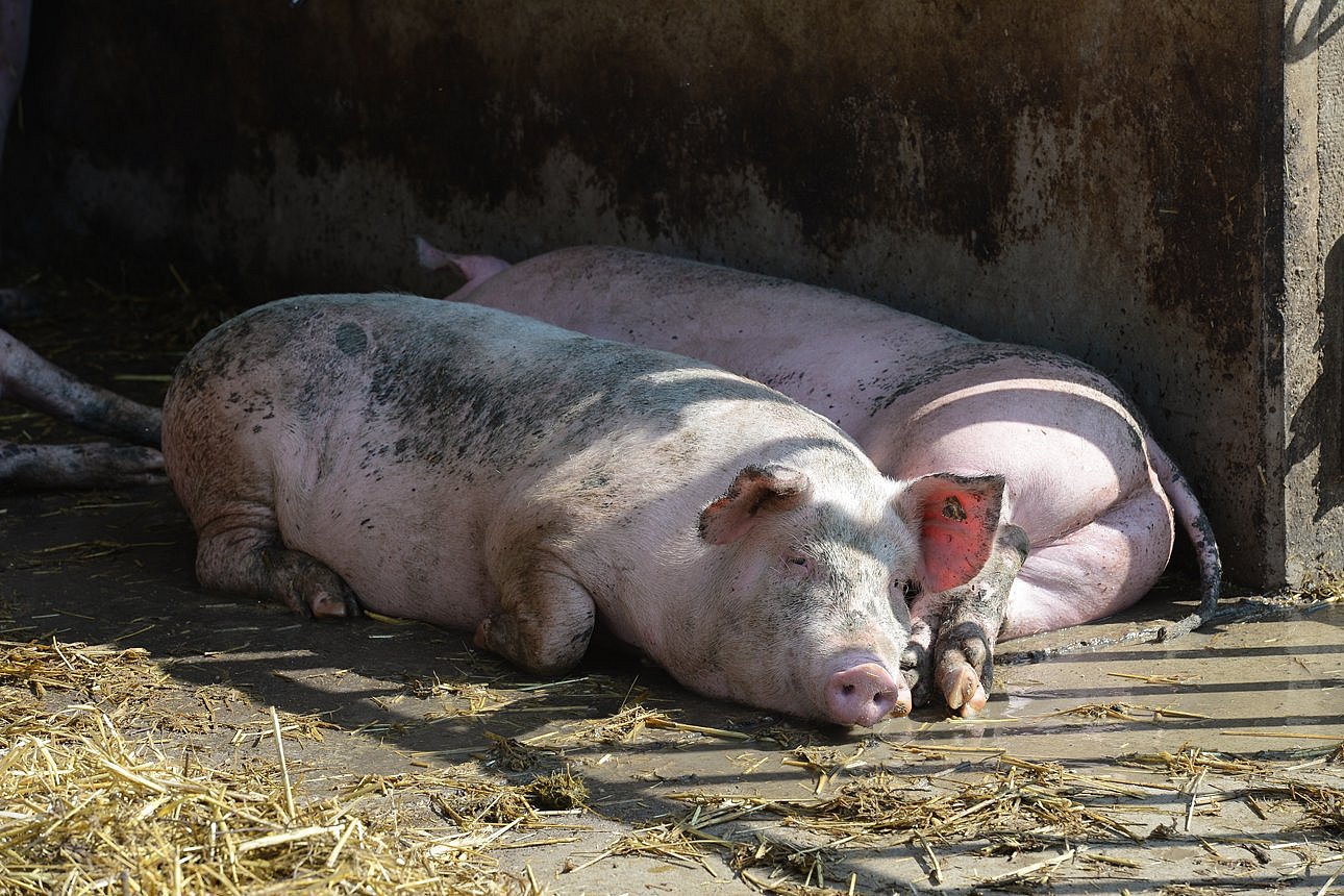 Zwei Schweine liegen im Halbschatten vor einer Betonwand im Außenbereich. Klick führt zu Großansicht im neuen Fenster. 