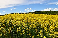 Heimische Eiweißträger in der Fütterung