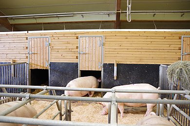 Sauen stehen im Stall auf Einstreu. Klick führt zu Großansicht in neuem Fenster.