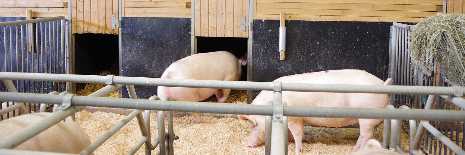 Sauen stehen im Ruhebereich eines Stalls. Klick führt zu Großansicht in neuem Fenster.