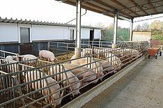 Sauen in einer Stallanlage mit Außenbereich. Bild: MuD Tierschutz, BLE