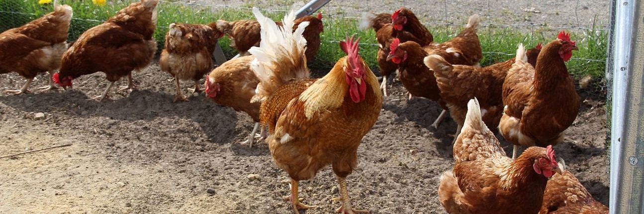 Braune Legehennen mit Hahn im Auslauf.