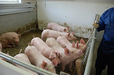 Schweine in einer Bucht ohne Struktur. Klick führt zu Großansicht in neuem Fenster.