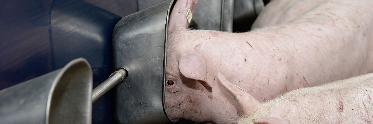 Schweine saufen an Beckentränken. Klick führt zu Großansicht im neuen Fenster.