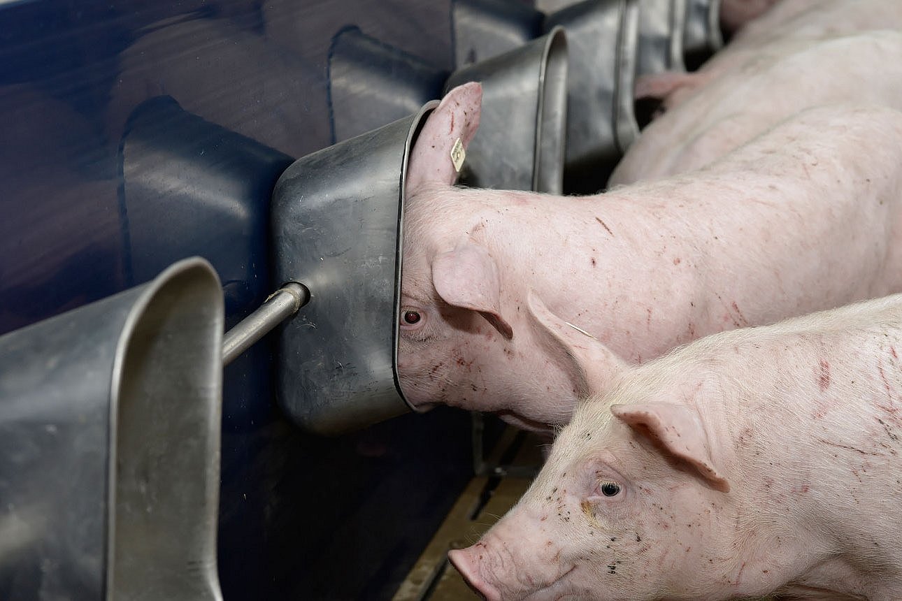 Schweine saufen an Beckentränken. Klick führt zu Großansicht im neuen Fenster.