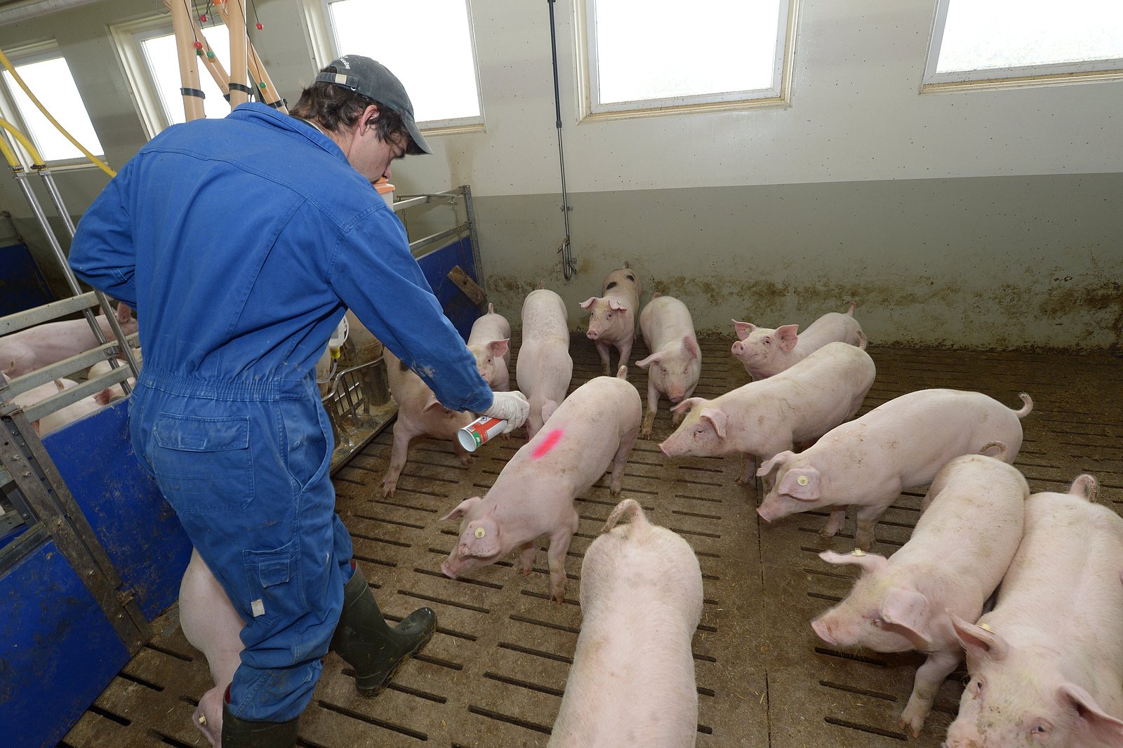 Landwirt im Stall. Klick führt zu Großansicht im neuen Fenster.