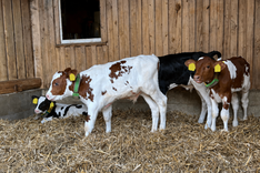 MuD Tierschutz: Neues Projekt zur Kälbergesundheit durch intelligentes Management (Wohlfühlkalb)