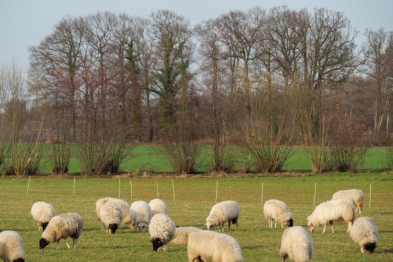 Schafe auf Weide. Klick führt zu Großansicht im neuen Fenster.