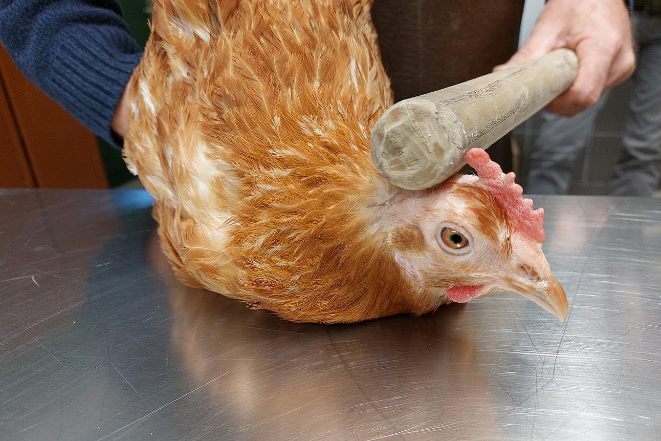 Mann fixiert ein Huhn mit der Hand. Mit der anderen Hand hält er ein Rundholz. Klick führt zu Großansicht im neuen Fenster.