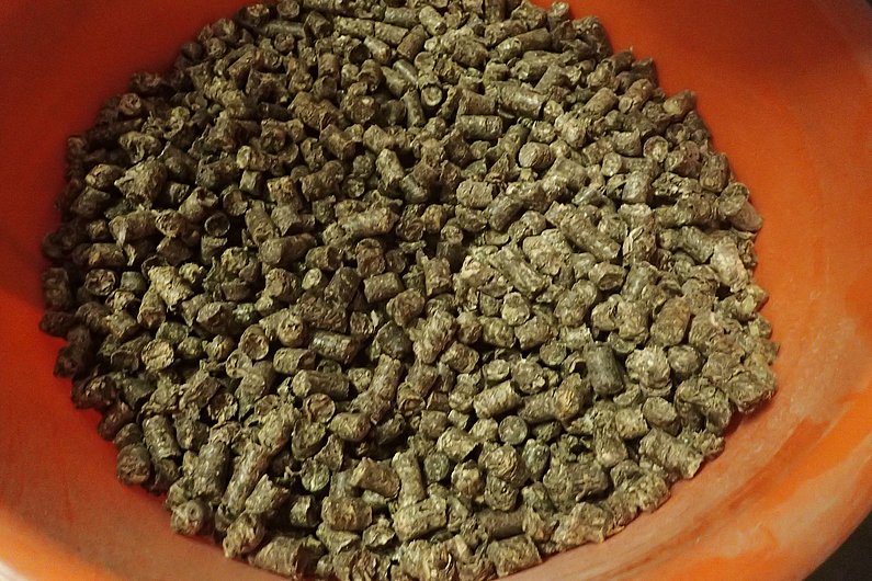 Pellets aus Luzerne in einem Eimer. Klick führt zu Großansicht in neuem Fenster.
