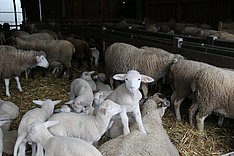 Lammfleisch gebündelt vermarkten
